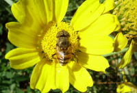 划分蜂蜜的等级的标准是什么 怎样划分蜂蜜等级