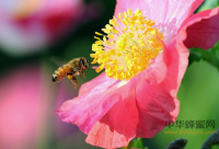 纯天然蜂蜜的浓度是多少？