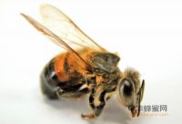 蜂蜜有酒味还能吃吗？