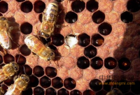 蜂蜜 常见15种蜂蜜的保健功效