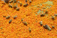 新西兰科学家通过特制3D打印蜂巢提高产蜜效能