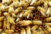 冬季蜜蜂管理技术 冬季蜜蜂管理的方法