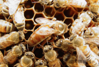 当心蜂蜜减肥法引起痛风,蜂蜜减肥法好不好
