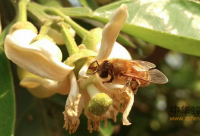 土蜂蜜的营养价值_土蜂蜜的作用及功效