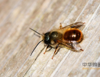 秋季蜜蜂要防止农药中毒