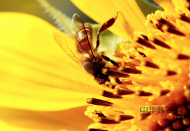 蜂王浆,蜂花粉,蜂胶,蜂蜜的区别